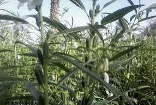 برداشت 180 تن کنجد در بهشهر/ زراعت کنجد مورد توجه قرار گیرد