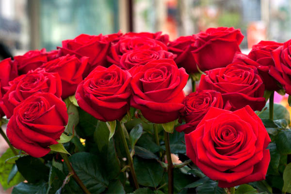 تولید 10 میلیون شاخه گل رز در چهارمحال و بختیاری 