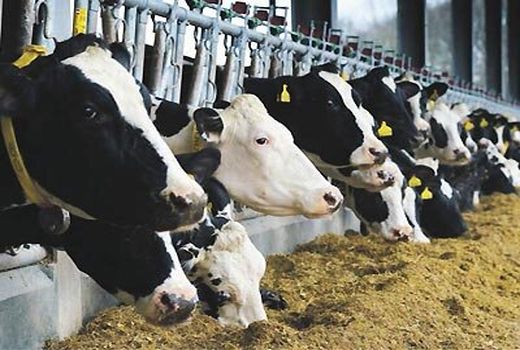 زیر ساخت‌های صنایع تبدیلی و تکمیلی در حوزه دام در استان بسیار ضعیف است 