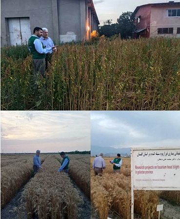 بازدید رئیس سازمان از ارقام جدید گیاهان زراعی گلستان