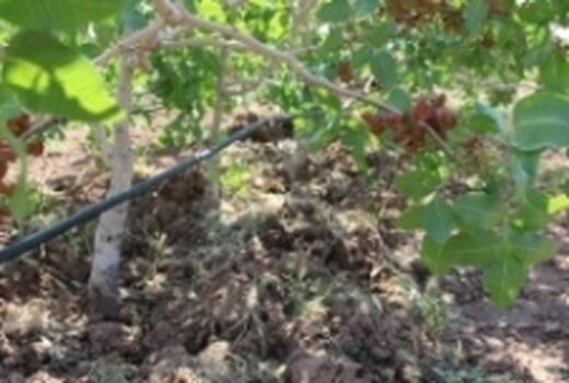  بهره برداری4 طرح کشاورزی شهرستان ریگان در ایام الله دهه فجر 