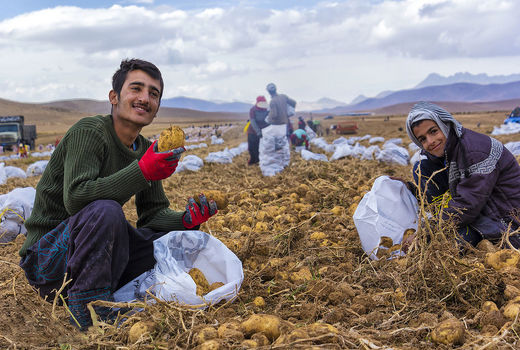  برداشت سیب زمینی از مزارع اقلید شروع شد