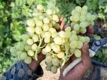 ۴۵۰۰ تن انگور در ابرکوه برداشت شد