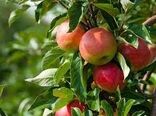 باغ‌هایی که باقیات صالحات می‌شوند 