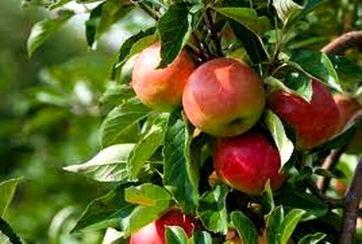 باغ‌هایی که باقیات صالحات می‌شوند 