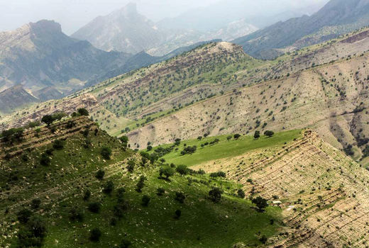 احیای جنگل‌های زاگرس با همکاری سازمان جایکا