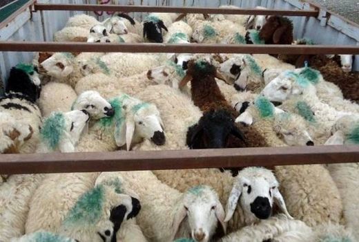 کشف 149 راس دام قاچاق در بیضا