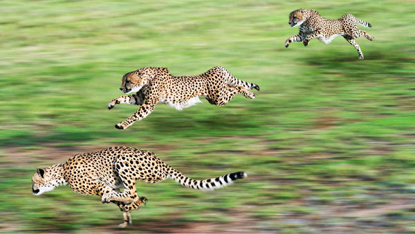 خطر انقراض در کمین یوز و پلنگ ایرانی