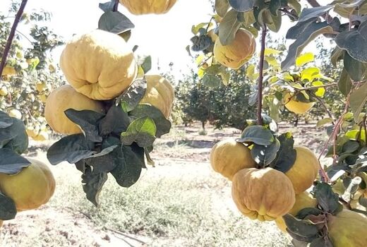 برداشت میوه ای شگفت انگیز از بزرگترین باغ به کشور در نطنز