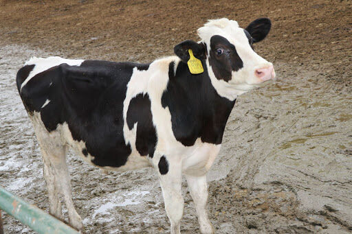 2 هزار راس دام سبک و سنگین در شهرستان اردل پلاک‌کوبی شد
