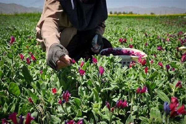 برداشت ۳۳۰ تن گیاهان دارویی در ابرکوه