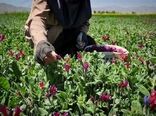 برداشت ۳۳۰ تن گیاهان دارویی در ابرکوه