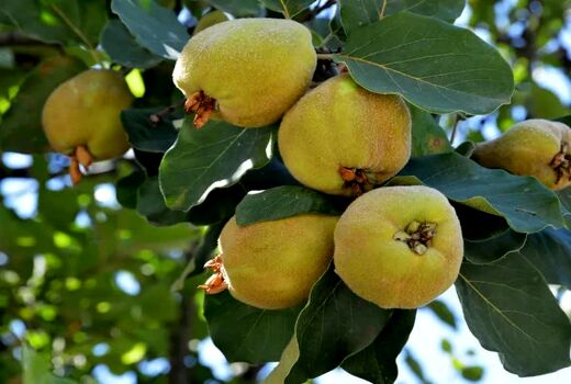 تولید 20 هزار تن به در فارس