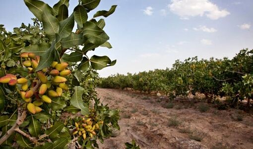 تغییر اقلیم چالش اصلی باغبانی کشور / توصیه‌های علمی برای کاهش خسارات گرما و سرما