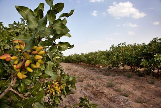 تغییر اقلیم چالش اصلی باغبانی کشور / توصیه‌های علمی برای کاهش خسارات گرما و سرما