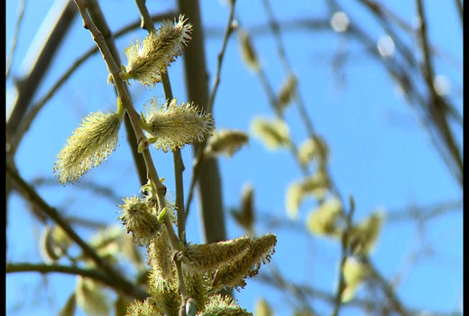 آغاز برداشت بیدمشک از باغ های کاشان