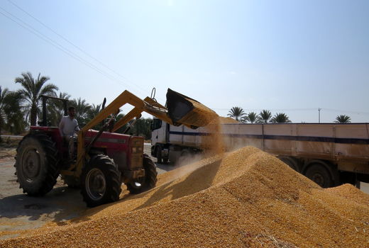 بیش از ۴۶ هزارتن نهاده دامی در سیستان وبلوچستان توزیع شد