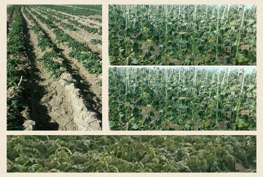 خسارت 43 میلیارد ریالی  به کشاورزی استان کرمان