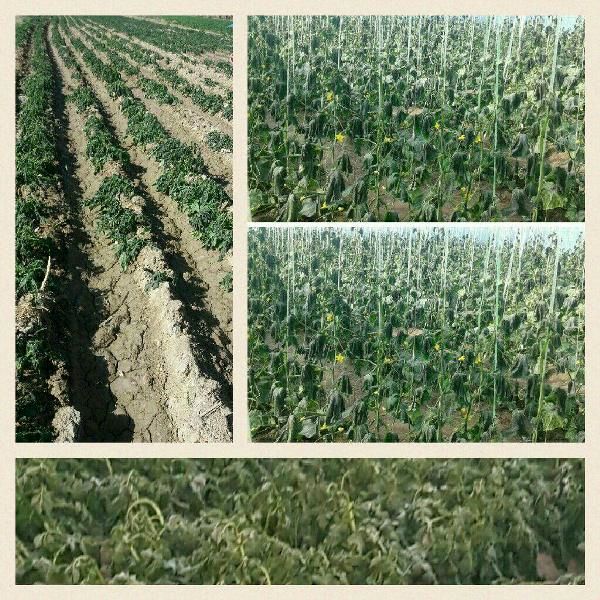 خسارت 43 میلیارد ریالی  به کشاورزی استان کرمان