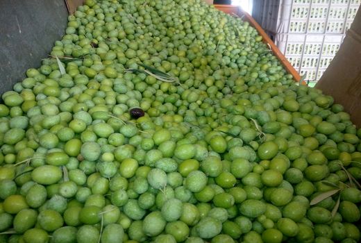 برداشت زیتون از باغ‌های نی‌ریز آغاز شد 