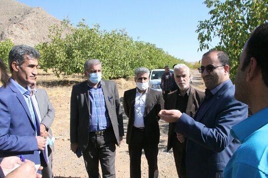 جوان‌سازی درختان گردو و بادام در دستور کار قرار گرفت