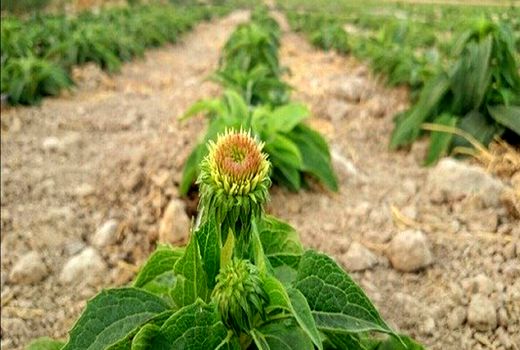 کشت گیاهان دارویی با روش جدید در شهرکرد