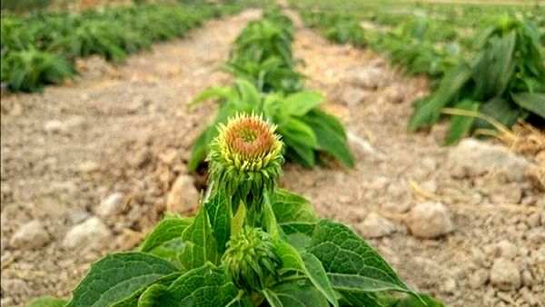 کشت گیاهان دارویی با روش جدید در شهرکرد