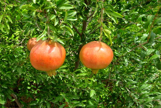 برداشت انار از باغ‌های استان قزوین آغاز شد