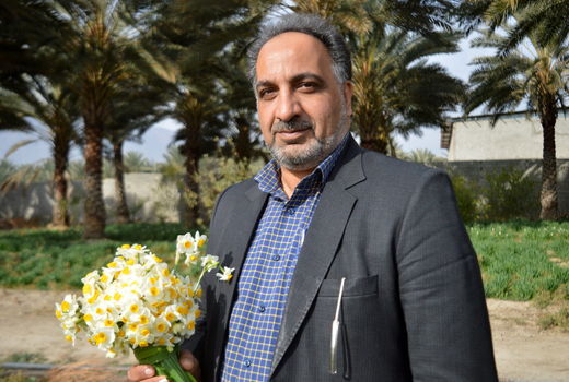 تولید بیش از 300 میلیون شاخه گل نرگس در فارس