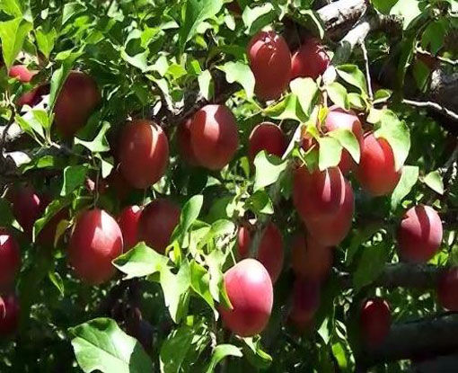 رکورد شکنی باغدار مراغه‌ای در تولید آلوچه