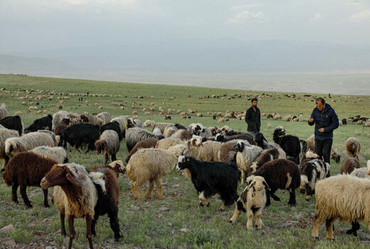 پیش بینی کشتار ۲۱ هزار راس دام پرواری روستایی در خراسان شمالی