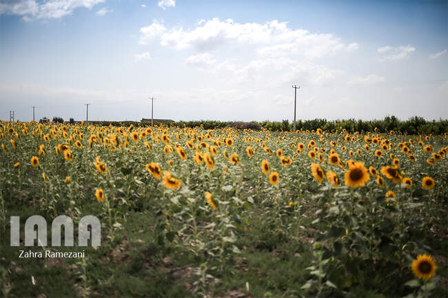 مزارع گل آفتابگردان در گرگان