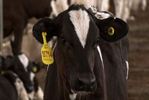 پلاک کوبی بیش از ۱۹۱ هزار راس دام درآذربایجان غربی