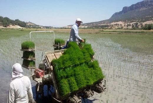 کشت مکانیزه برنج کامفیروزی در مروشت آغاز شد