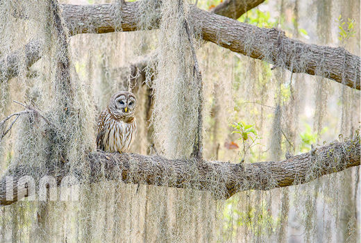 جغدی باردار در فلوریدا 