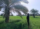 ردیابی و پایش بیماری خامج در نخلستان ها 