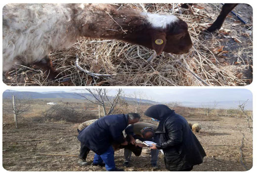 پلاک کوبی 102 هزار راس دام سبک و سنگین در شهرستان جلفا