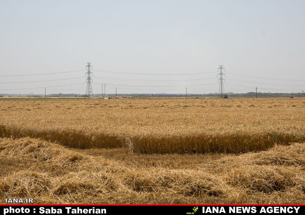 برداشت مکانیزه گندم