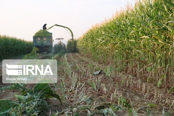 برداشت ذرت علوفه‌ای در مزارع مریوان آغاز شد
