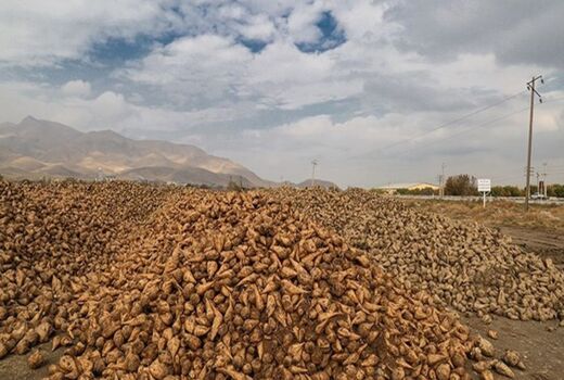 برداشت بیش از یک میلیون و 600 هزار تن چغندر قند از مزارع آذربایجان غربی 
