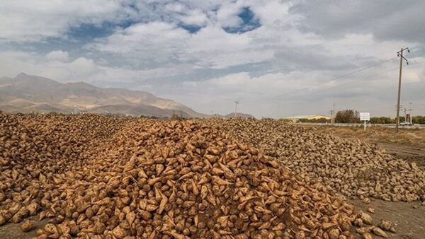 برداشت بیش از یک میلیون و 600 هزار تن چغندر قند از مزارع آذربایجان غربی 