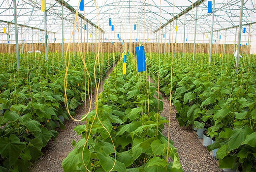 اعطای تسهیلات برای توسعه شهرک‌های گلخانه‌ای مناطق جنگ‌زده کرمانشاه
