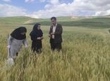 مسیر توسعه اقتصادی آذربایجان‌غربی از کشاورزی می‌گذرد