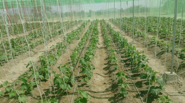 کشت محصولات گلخانه ای در سیستان و بلوچستان آغاز شد
