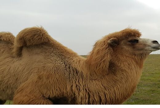 افزایش تعداد شتر دوکوهانه در اردبیل