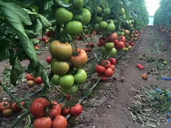 بذر هیبرید داخلی در گوجه‌فرنگی و فلفل به سطح رقابت با نمونه‌های خارجی رسیده است