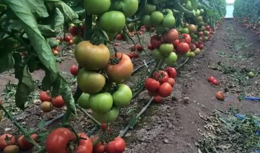 بذر هیبرید داخلی در گوجه‌فرنگی و فلفل به سطح رقابت با نمونه‌های خارجی رسیده است