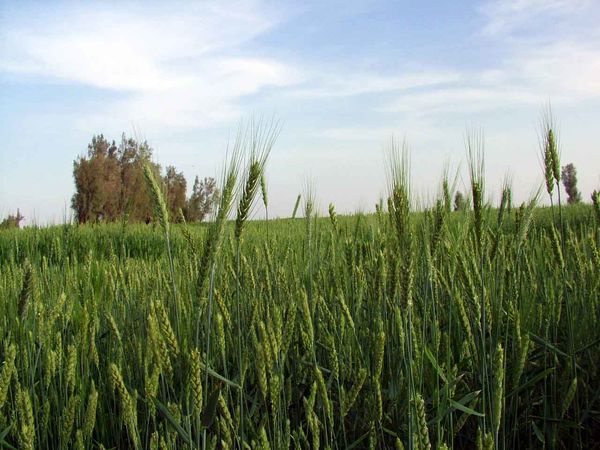 مبارزه با زنگ زرد غلات در سیستان و بلوچستان به 5600 هکتار رسید