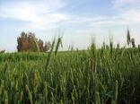 مبارزه با زنگ زرد غلات در سیستان و بلوچستان به 5600 هکتار رسید