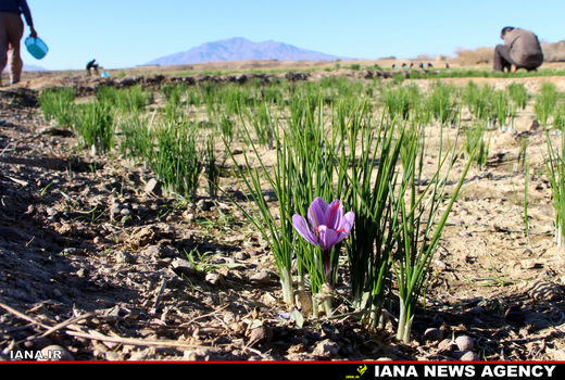 برداشت زعفران